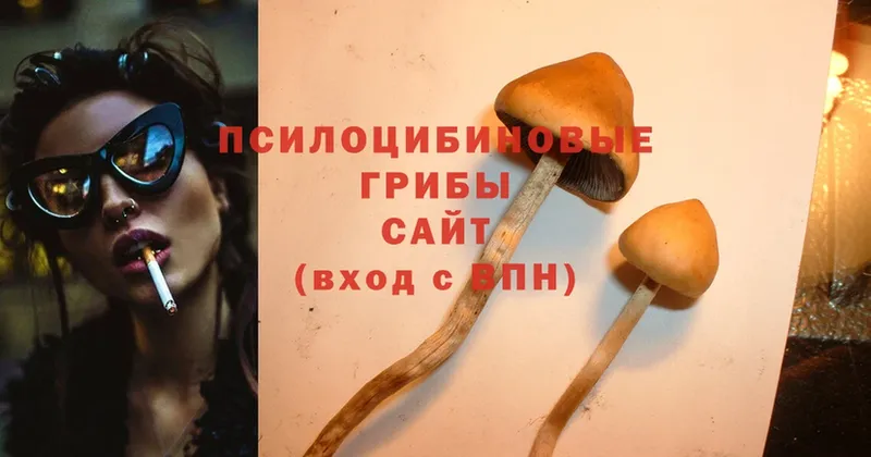 наркошоп  Бутурлиновка  Псилоцибиновые грибы Psilocybe 